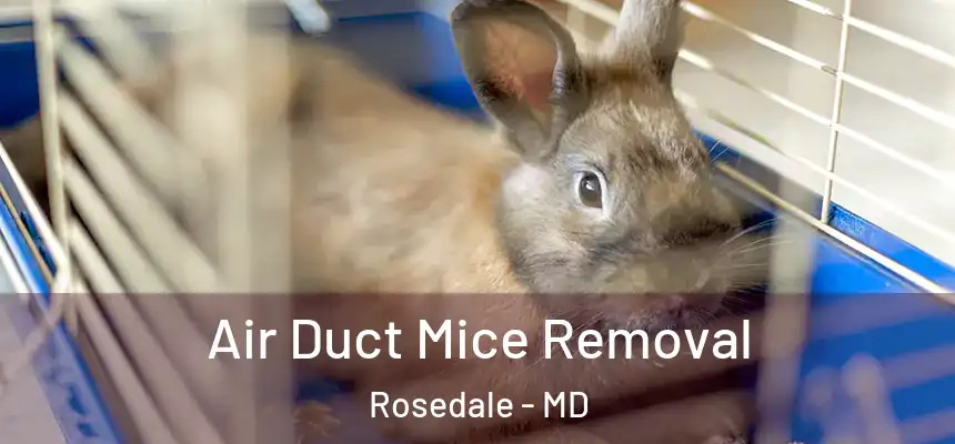  Air Duct Mice Removal Rosedale - MD
